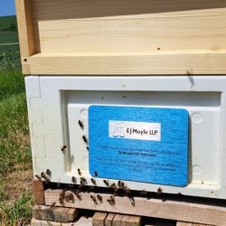 Sponsorship of Beehive at SW Honey Farms May 2023