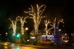 Road with lined with trees with Christmas lights